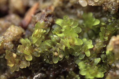 Diplophyllum obtusifolium (door Klaas van der Veen)