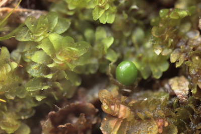 Diplophyllum obtusifolium (door Klaas van der Veen)