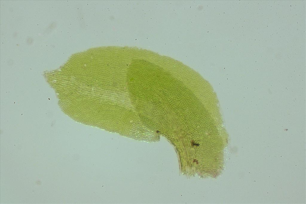 Diplophyllum albicans (door Jan Kersten)