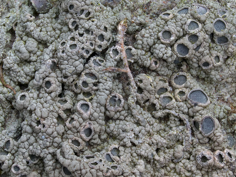 Diploschistes muscorum (door Bart Horvers)