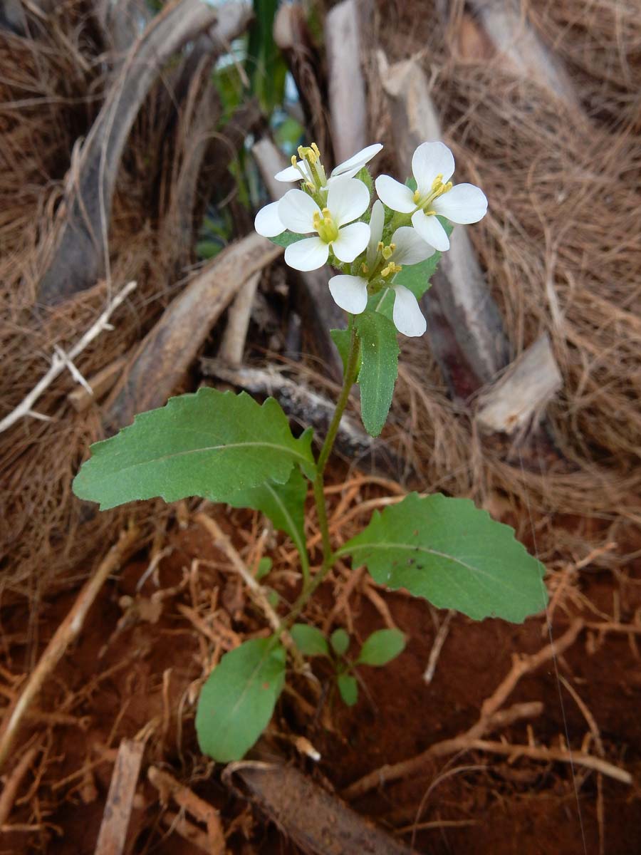 Diplotaxis erucoides (door Ed Stikvoort | Saxifraga)