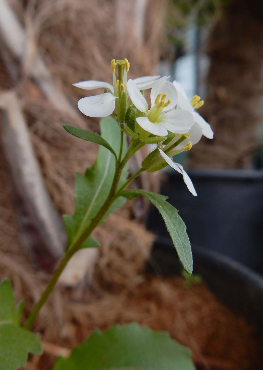 Diplotaxis erucoides (door Ed Stikvoort | Saxifraga)