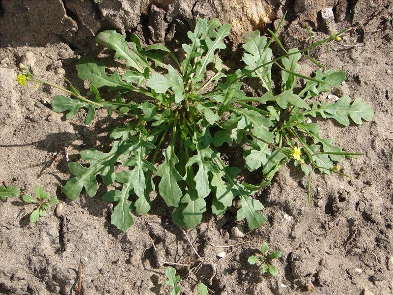 Diplotaxis muralis (door Adrie van Heerden)