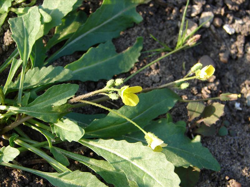 Diplotaxis muralis (door Adrie van Heerden)