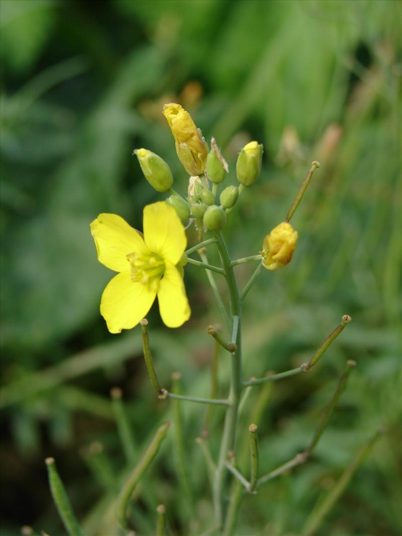 Diplotaxis tenuifolia (door Adrie van Heerden)