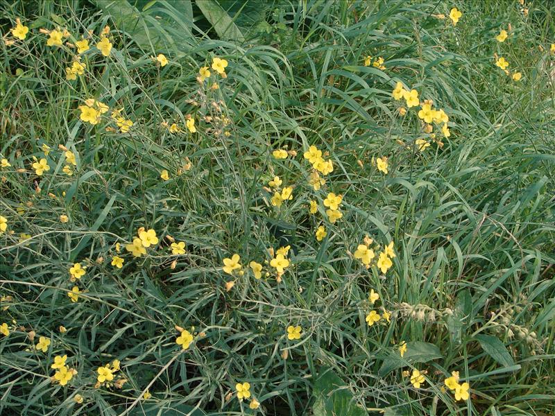 Diplotaxis tenuifolia (door Adrie van Heerden)