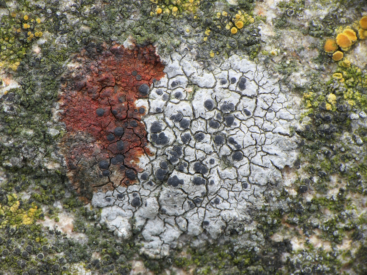Diplotomma chlorophaeum (door Henk-Jan van der Kolk)