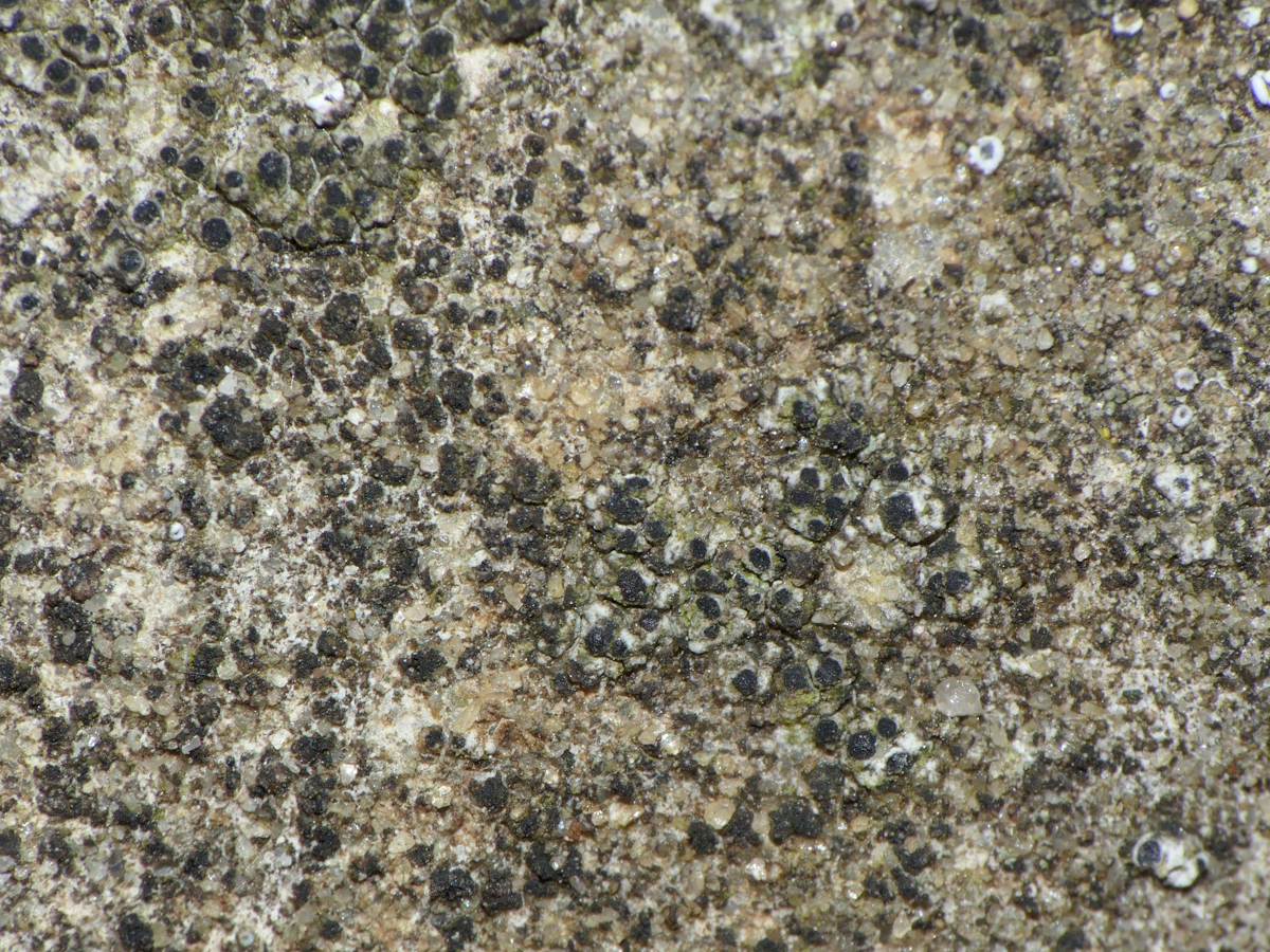 Diplotomma dispersum (door Henk-Jan van der Kolk)