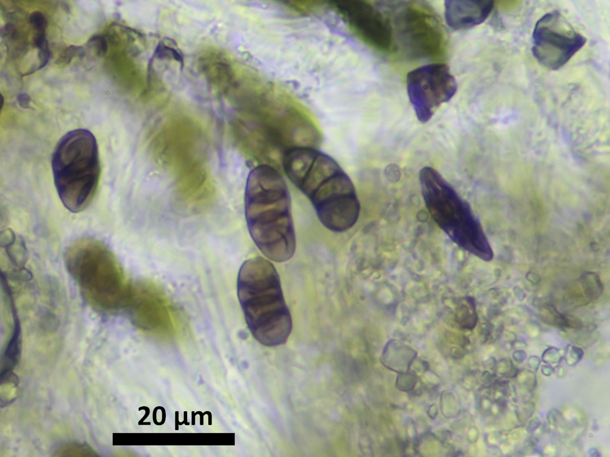 Diplotomma hedinii (door Henk-Jan van der Kolk)