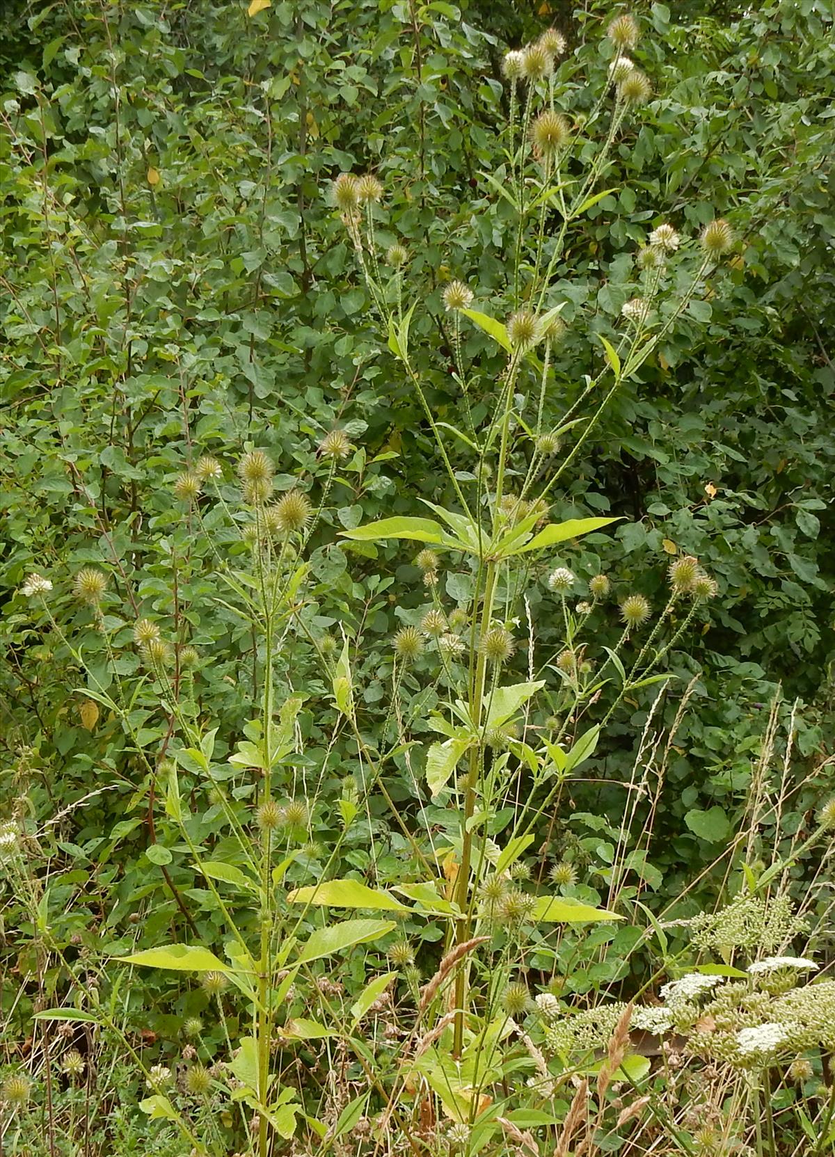 Dipsacus strigosus (door Peter Meininger)