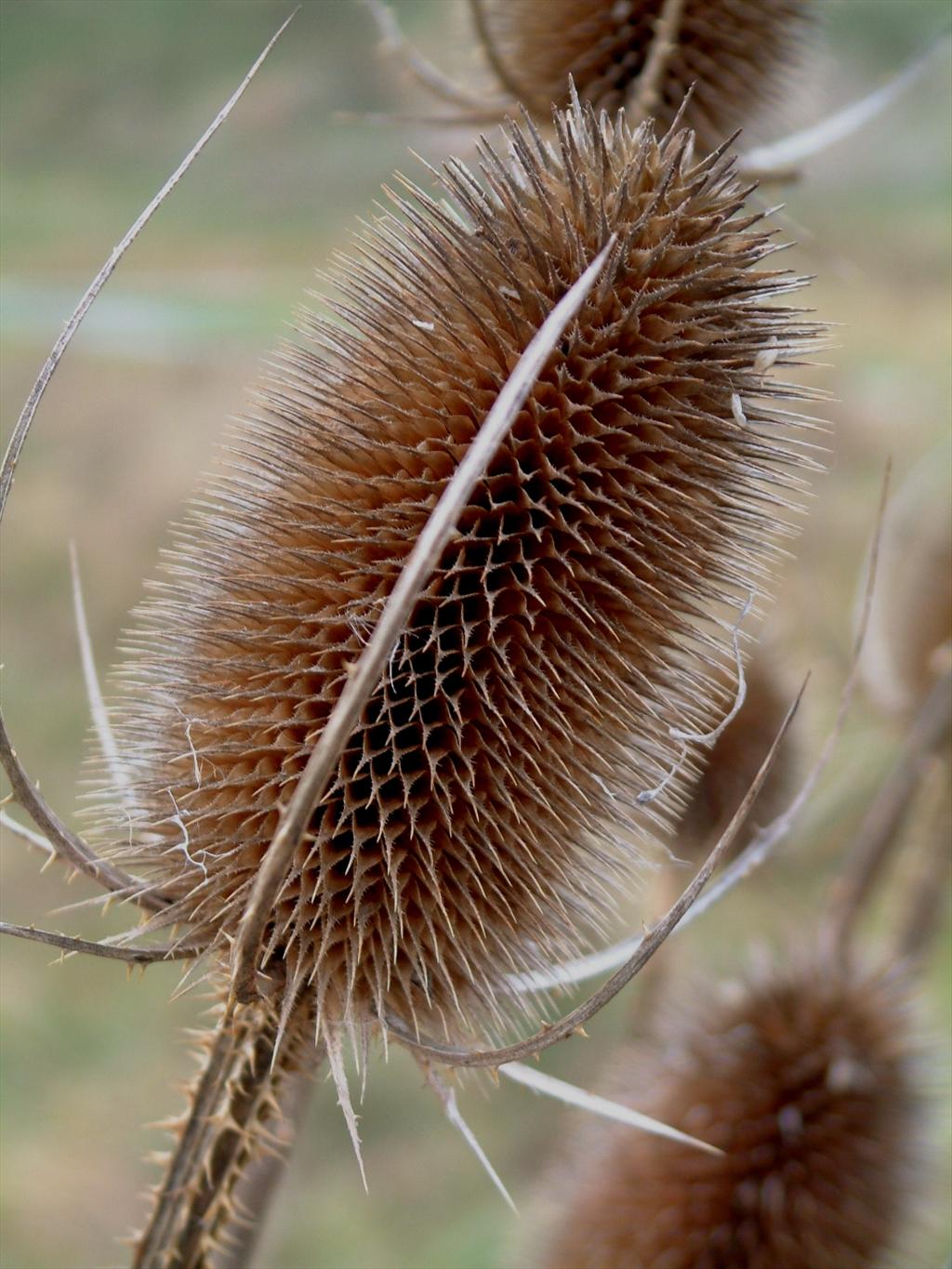 Dipsacus fullonum (door Adrie van Heerden)