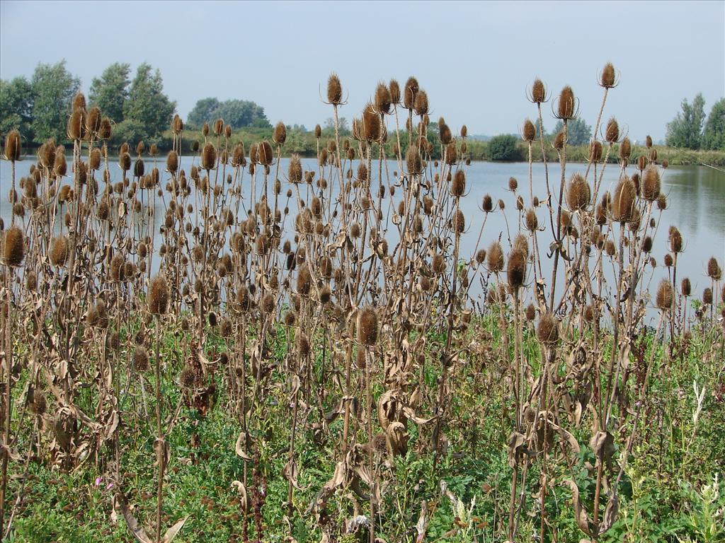 Dipsacus fullonum (door Adrie van Heerden)