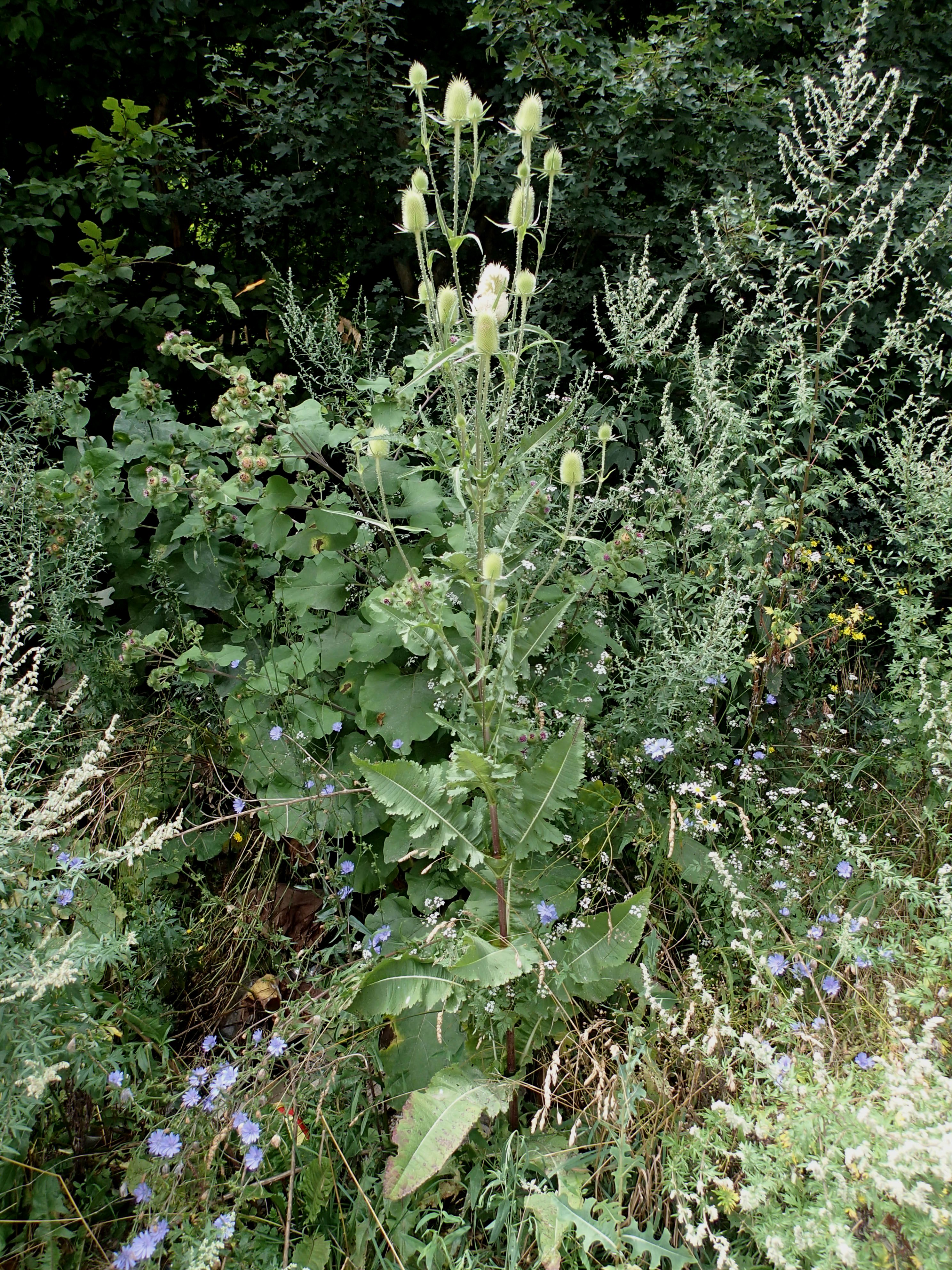 Dipsacus laciniatus (door Adrie van Heerden)