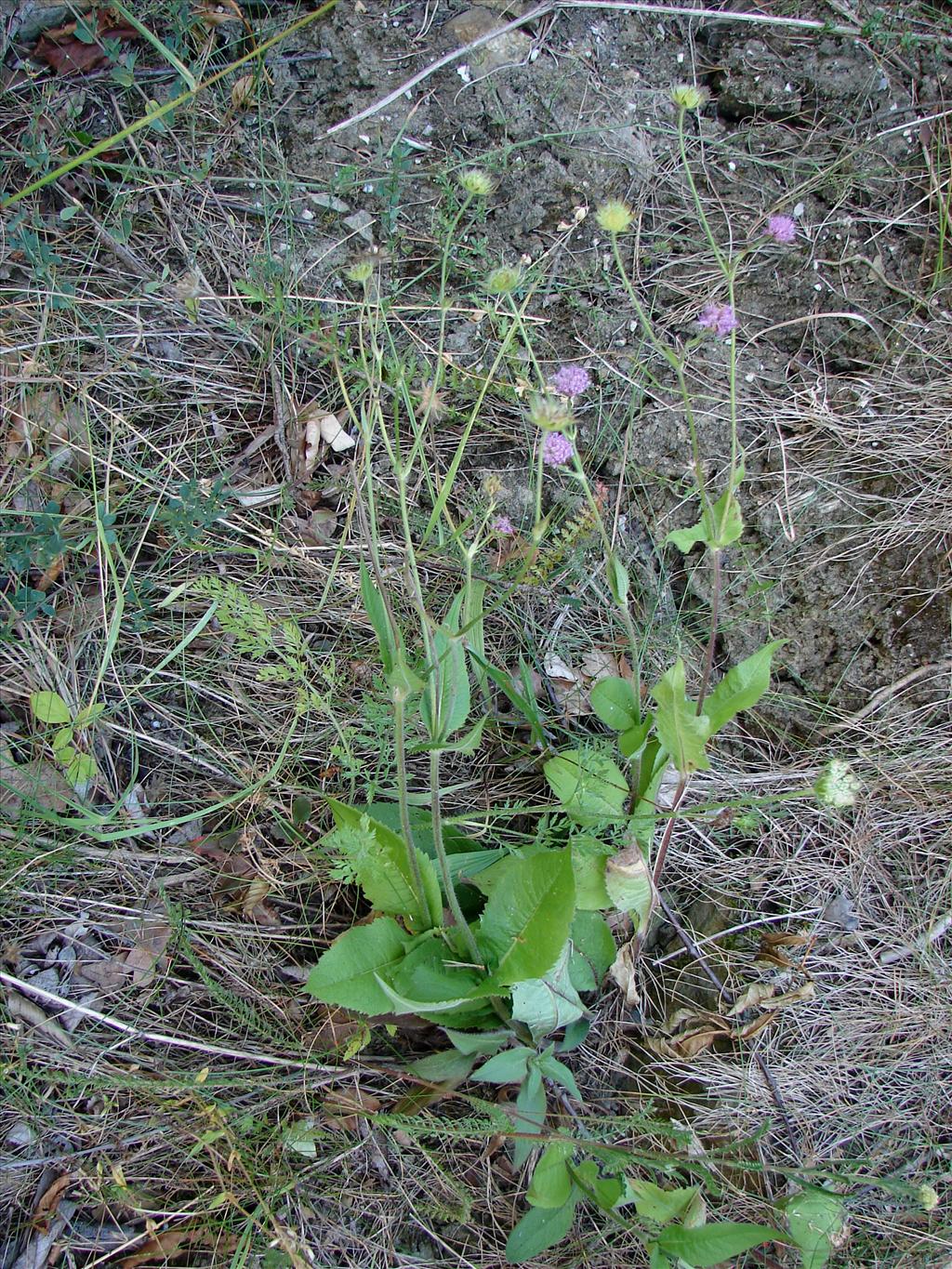 Dipsacus pilosus (door Adrie van Heerden)