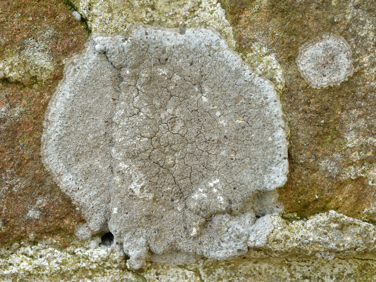 Dirina massiliensis (door Jan Freijer)