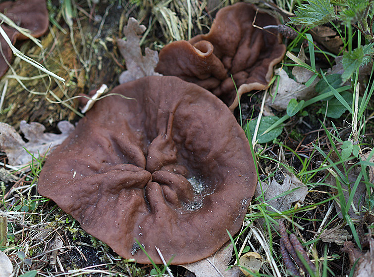 Discina ancilis (door Menno Boomsluiter)