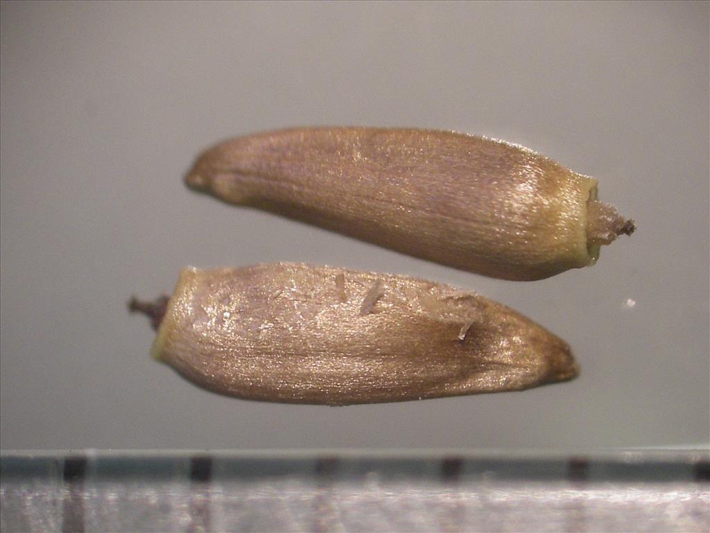 Cirsium arvense (door Arie van den Bremer)