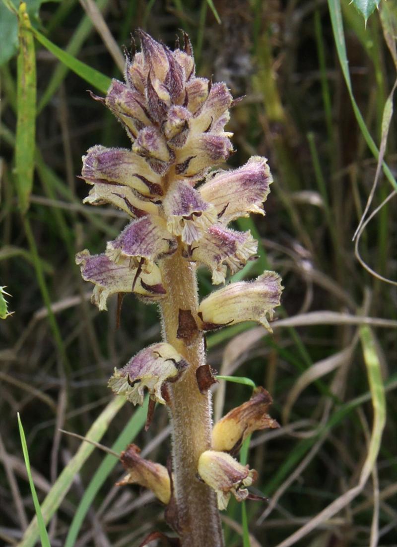 Orobanche reticulata (door Peter Meininger)