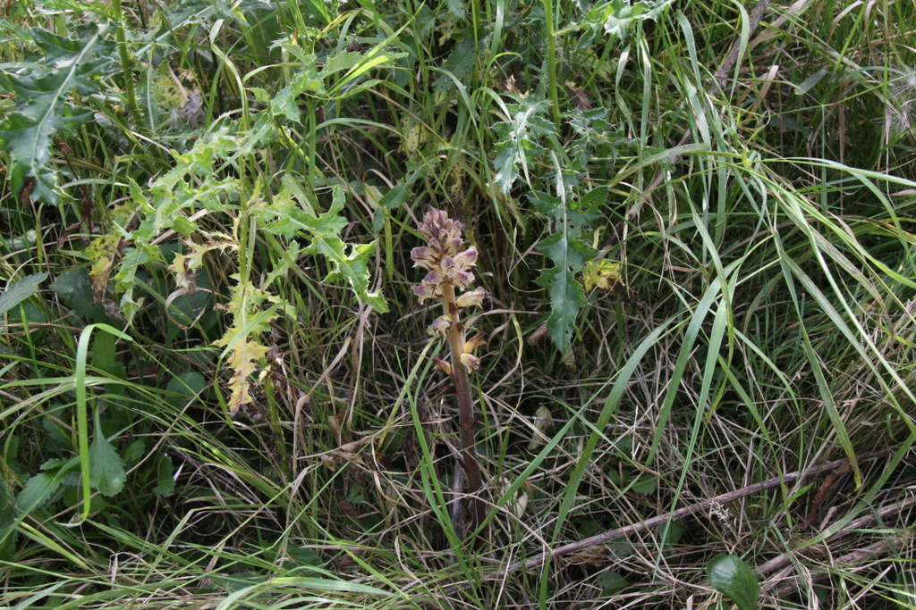 Orobanche reticulata (door Peter Meininger)