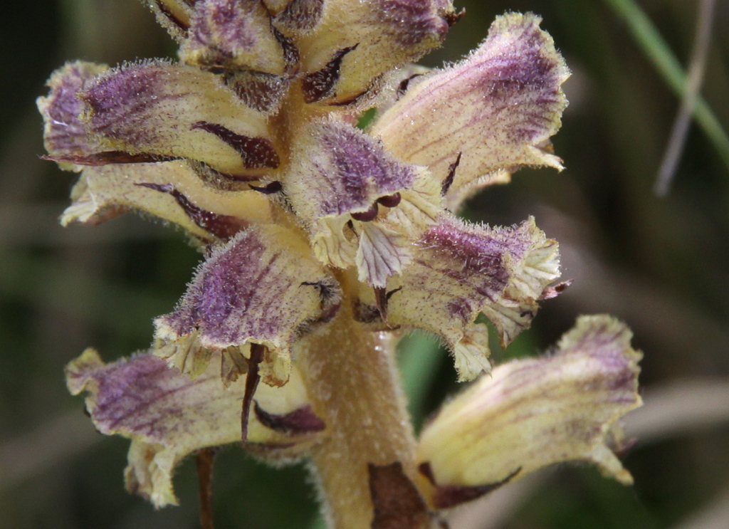 Orobanche reticulata (door Peter Meininger)