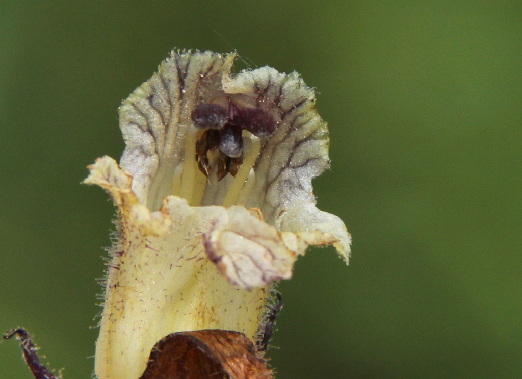 Orobanche reticulata (door Peter Meininger)