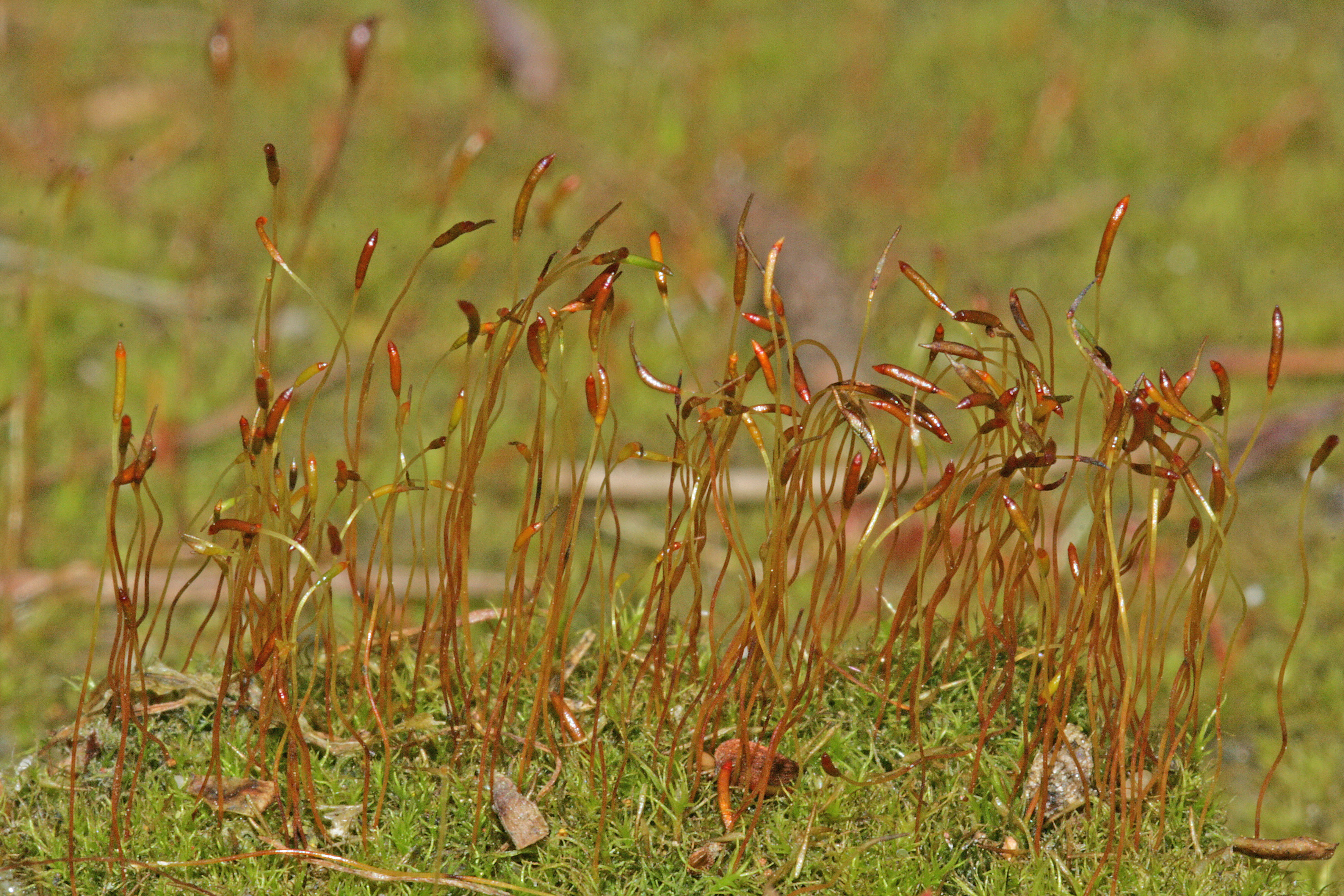 Ditrichum cylindricum (door Jan Kersten)