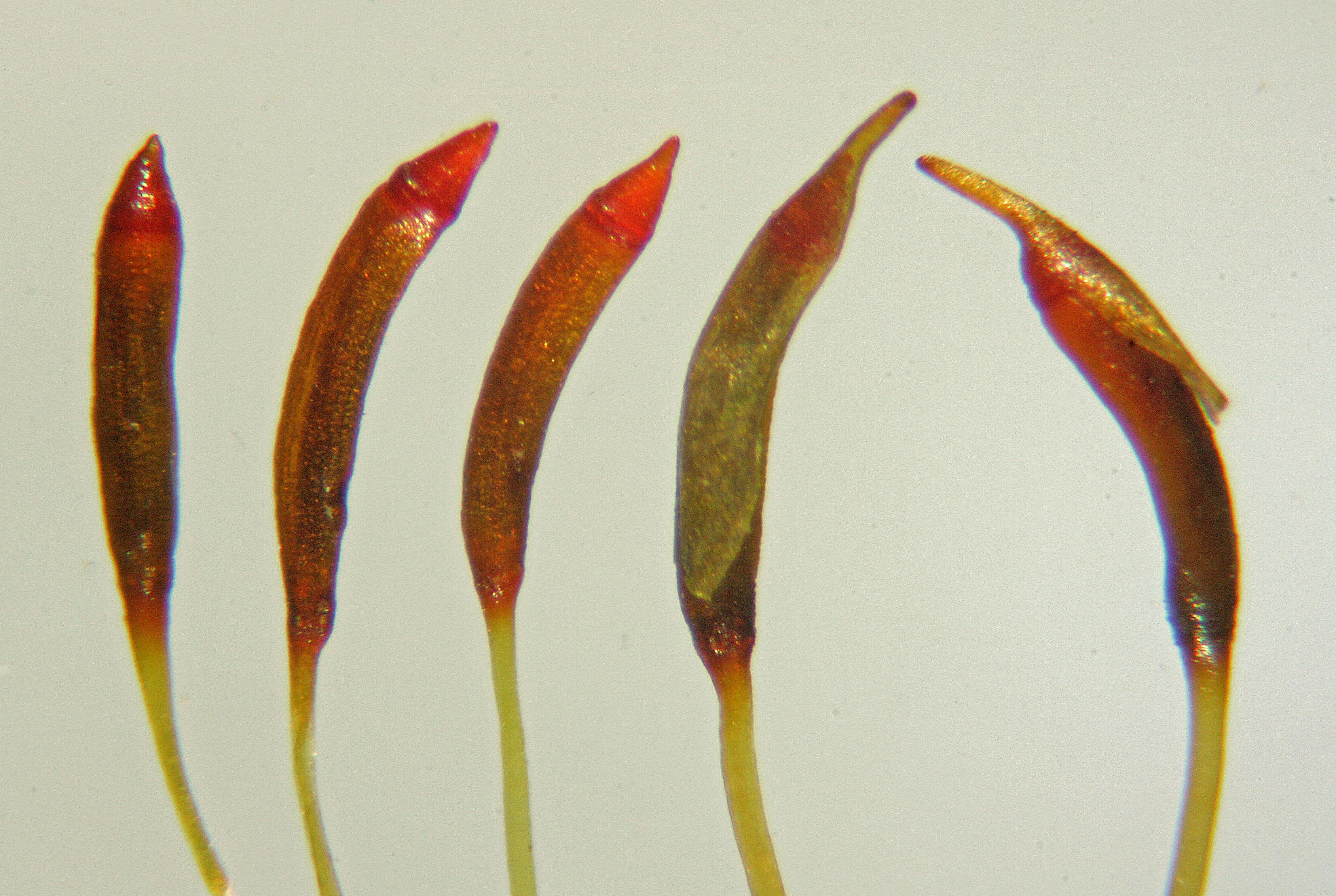 Ditrichum cylindricum (door Jan Kersten)