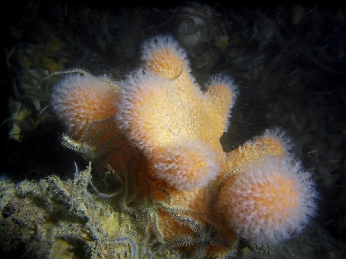 Alcyonium digitatum (door Luna van der Loos)