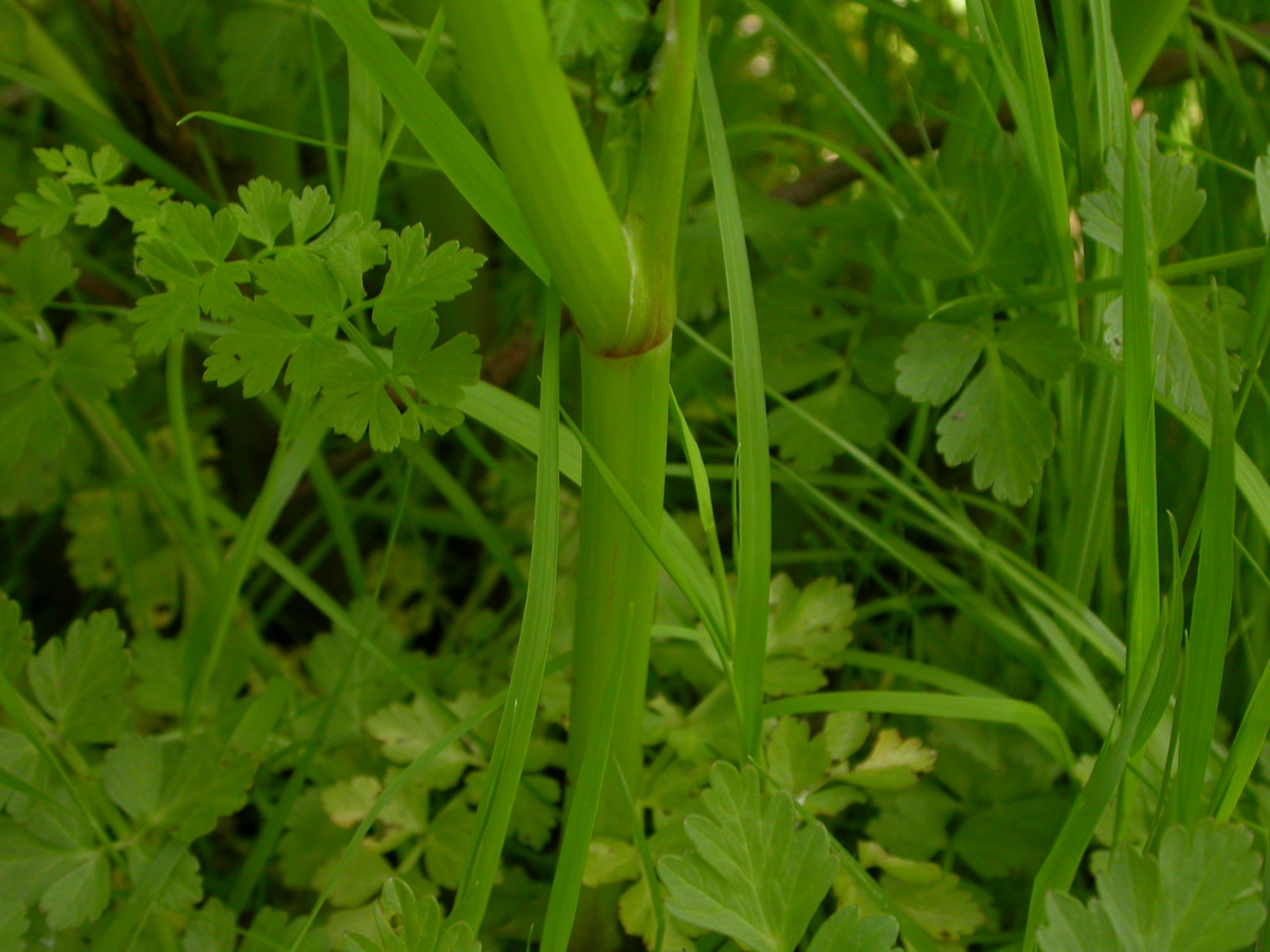 Oenanthe crocata (door Peter Meininger)