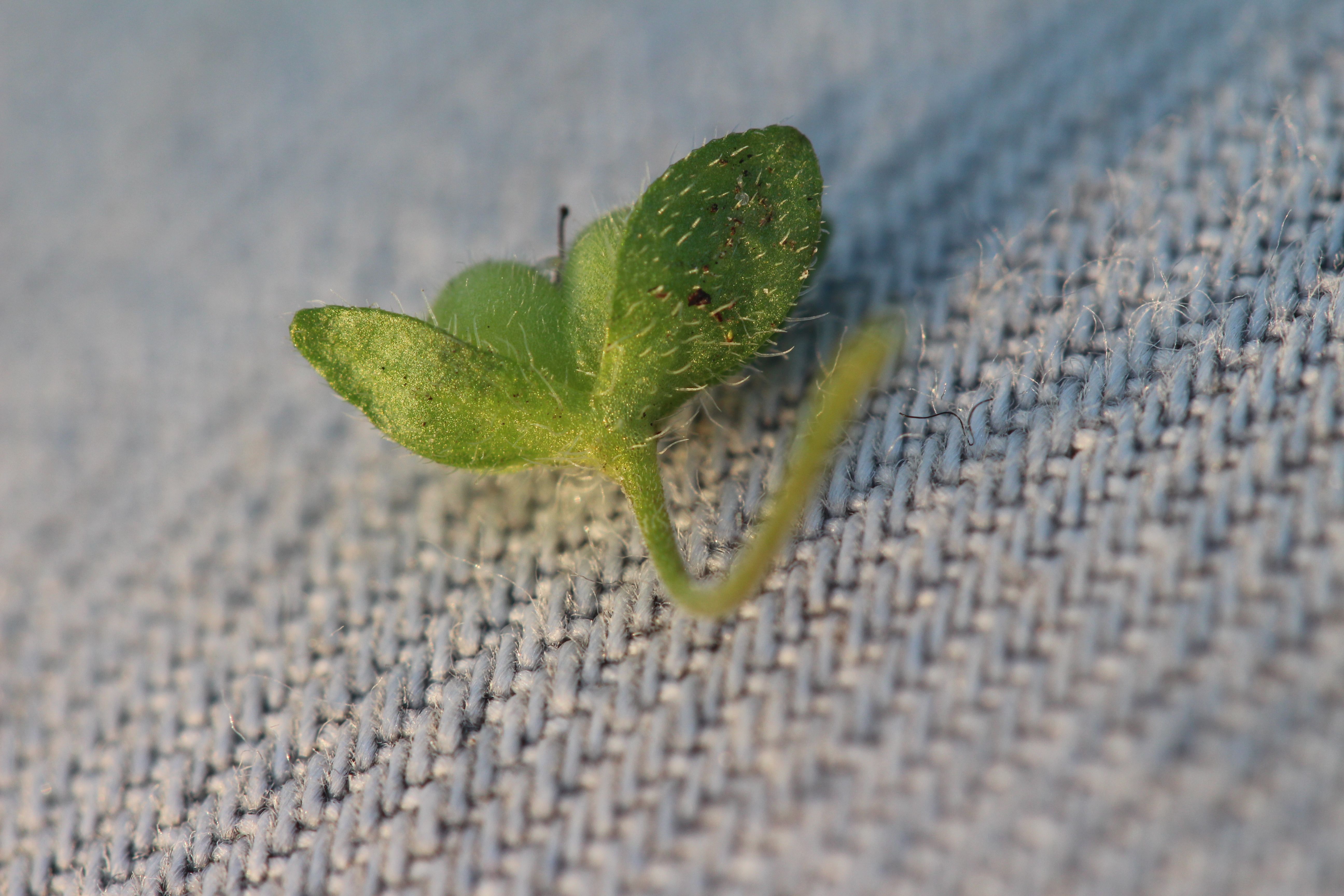 Veronica opaca (door Niels Eimers)