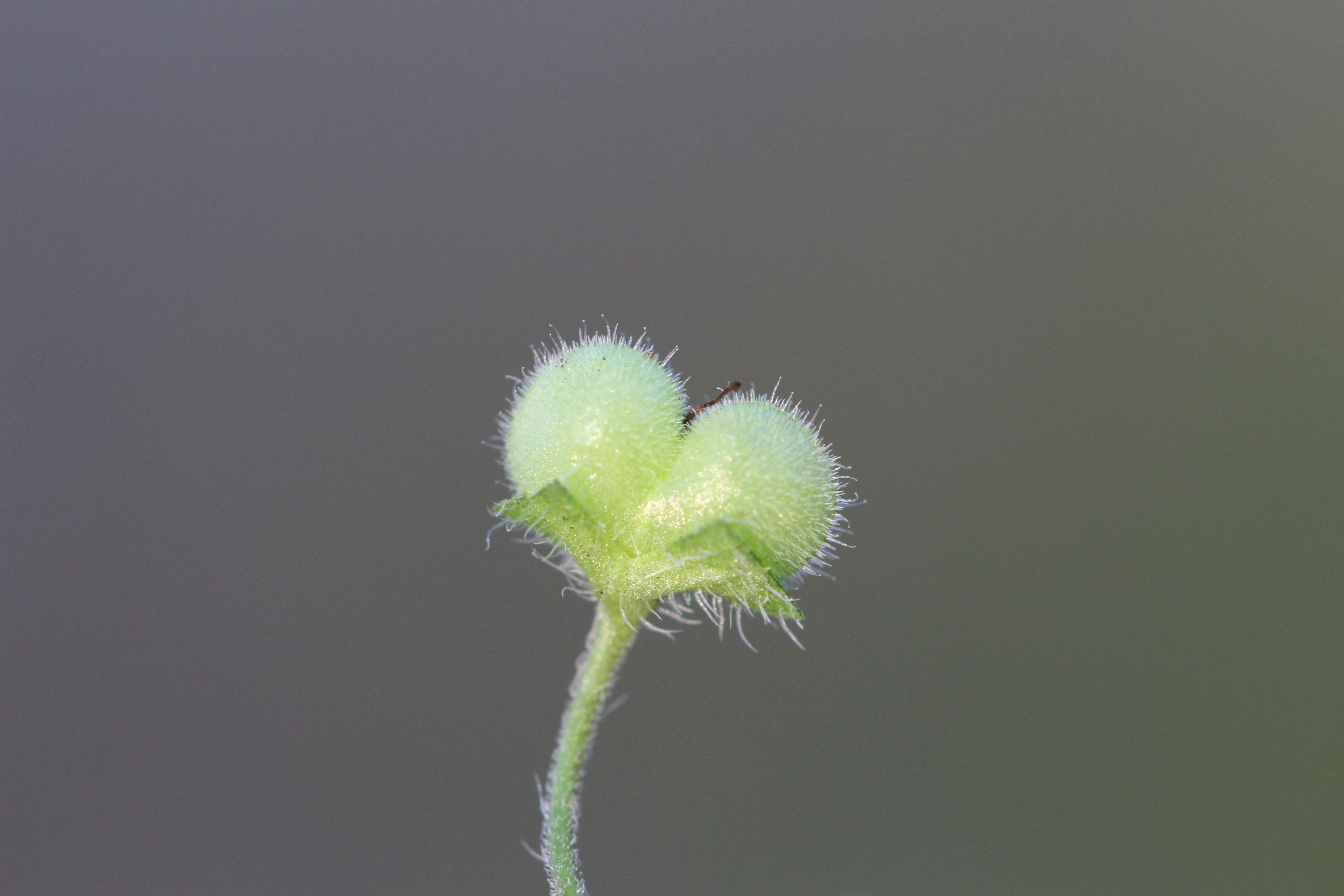 Veronica opaca (door Niels Eimers)