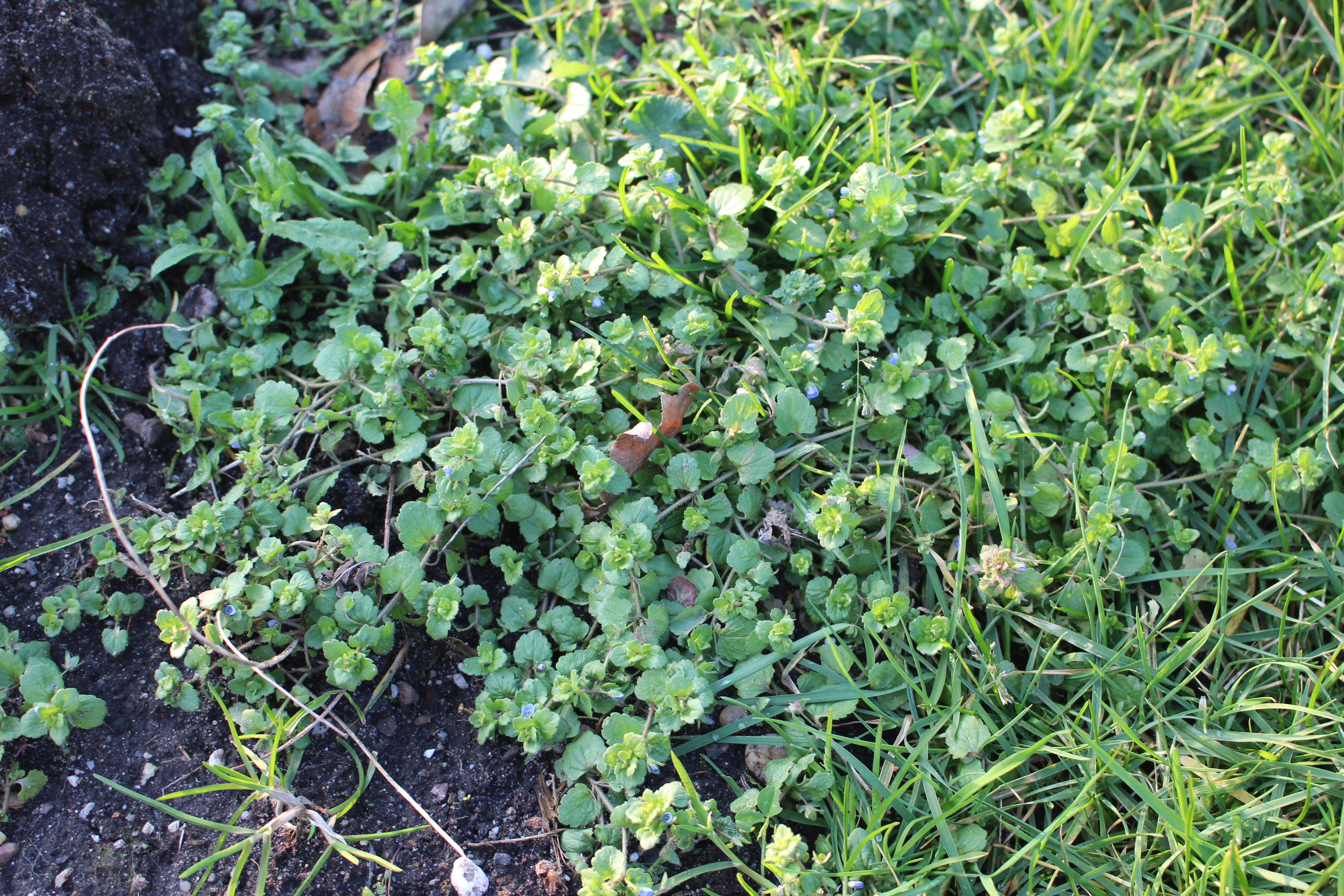 Veronica opaca (door Niels Eimers)