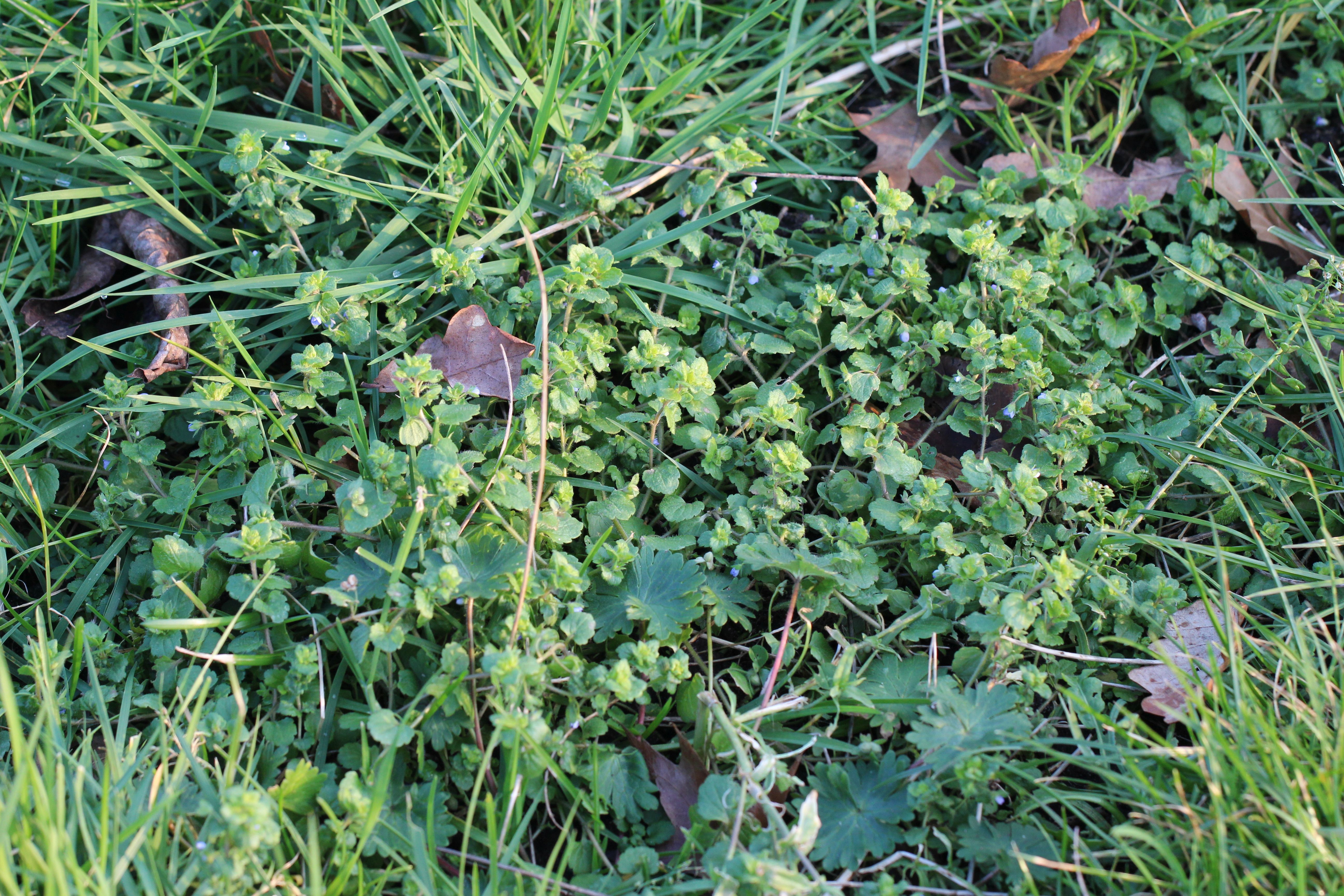 Veronica opaca (door Niels Eimers)