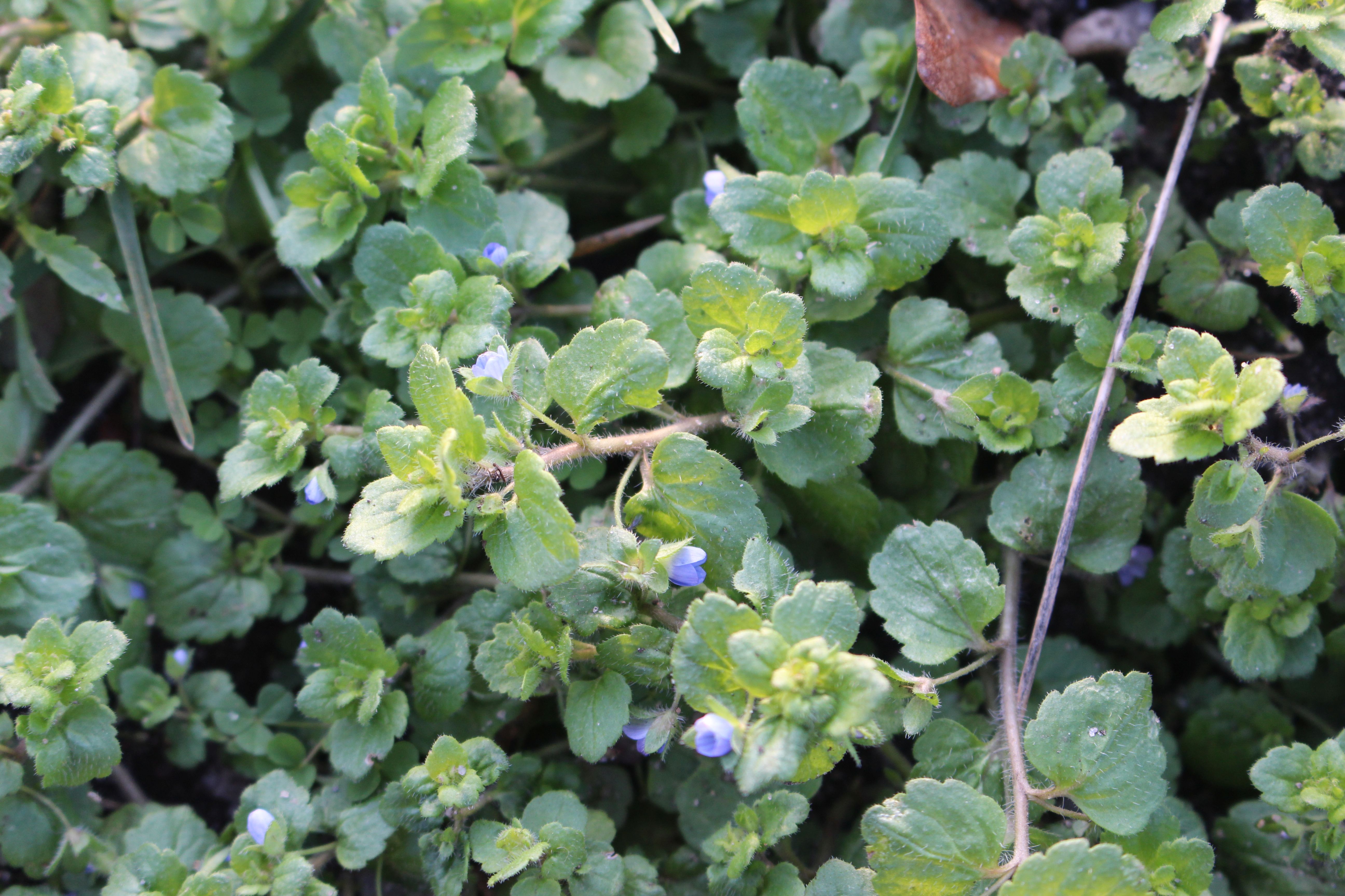 Veronica opaca (door Niels Eimers)