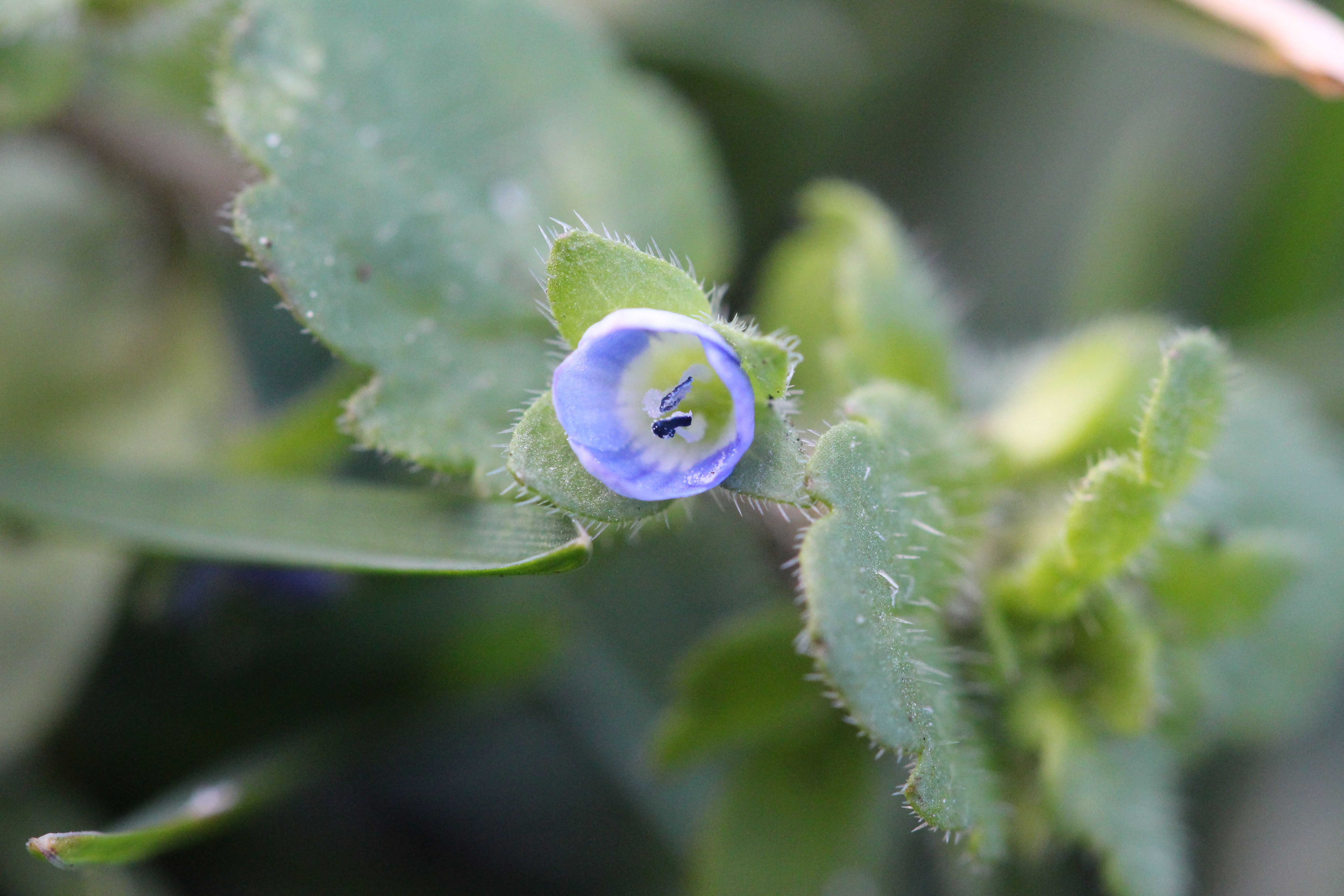 Veronica opaca (door Niels Eimers)