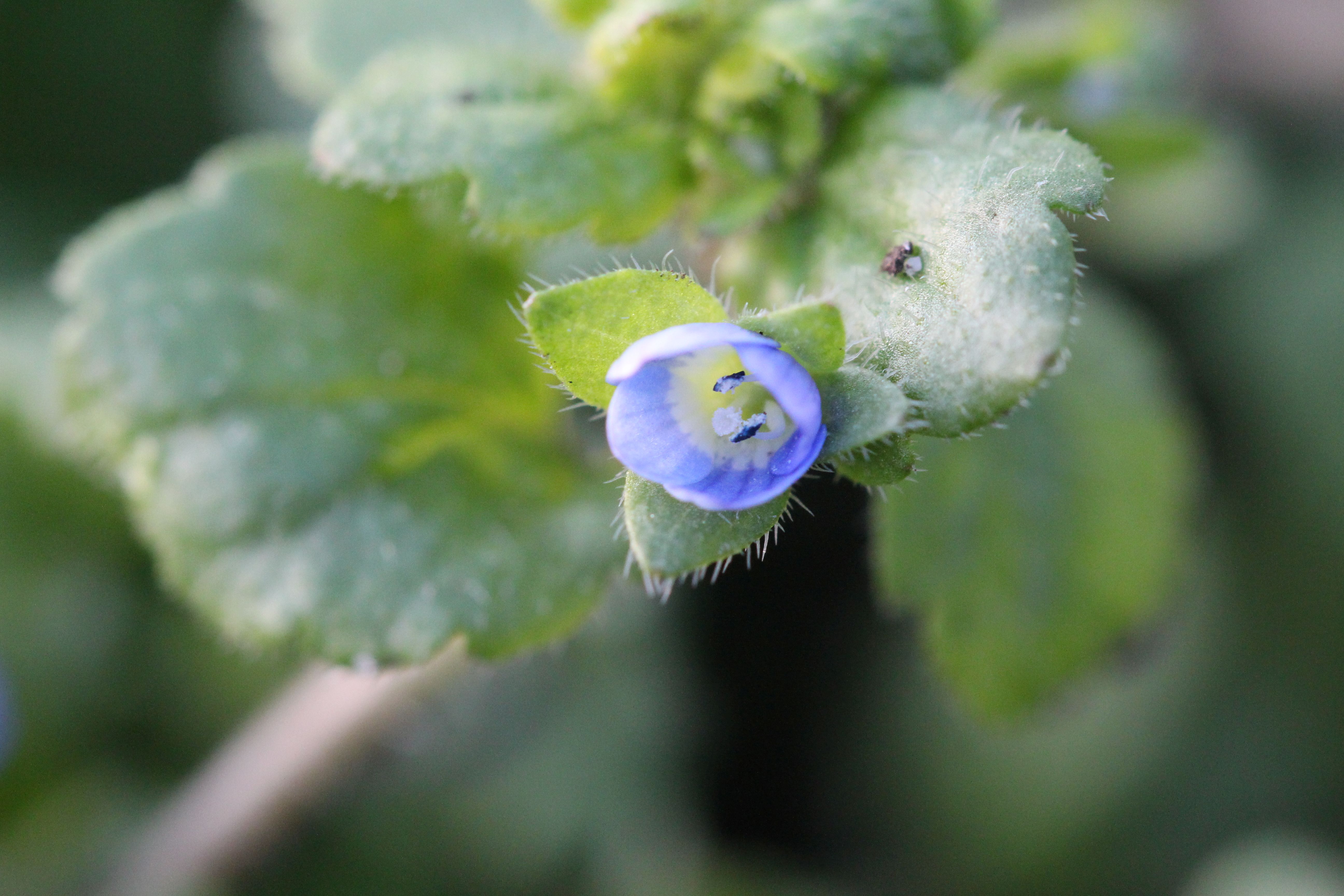 Veronica opaca (door Niels Eimers)