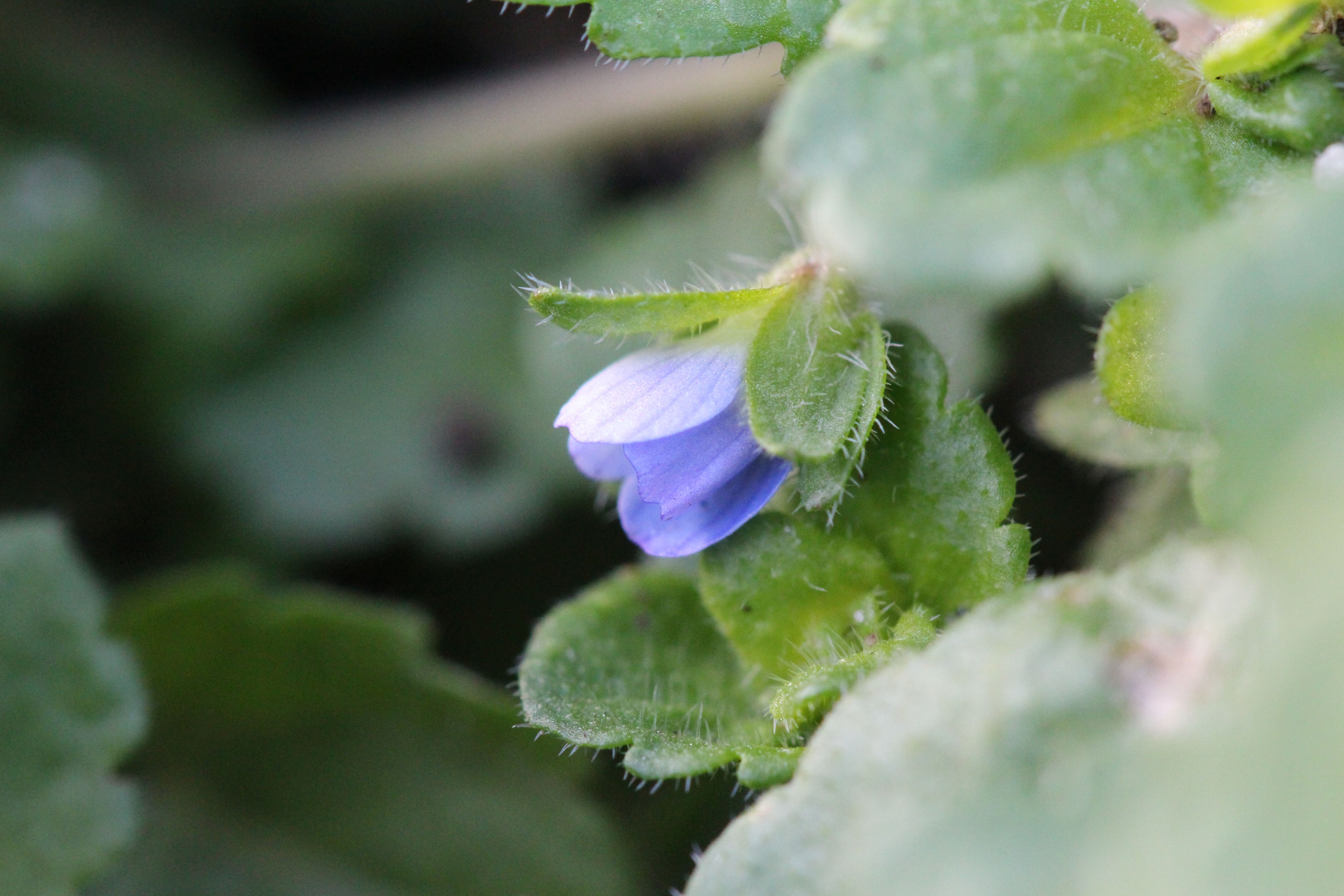 Veronica opaca (door Niels Eimers)