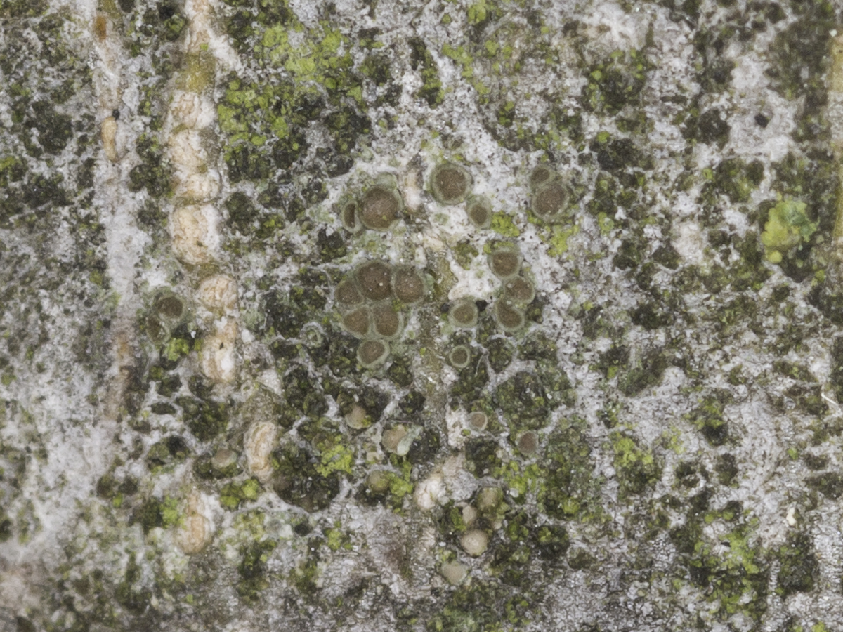 Myriolecis persimilis (door Paul Schrama)