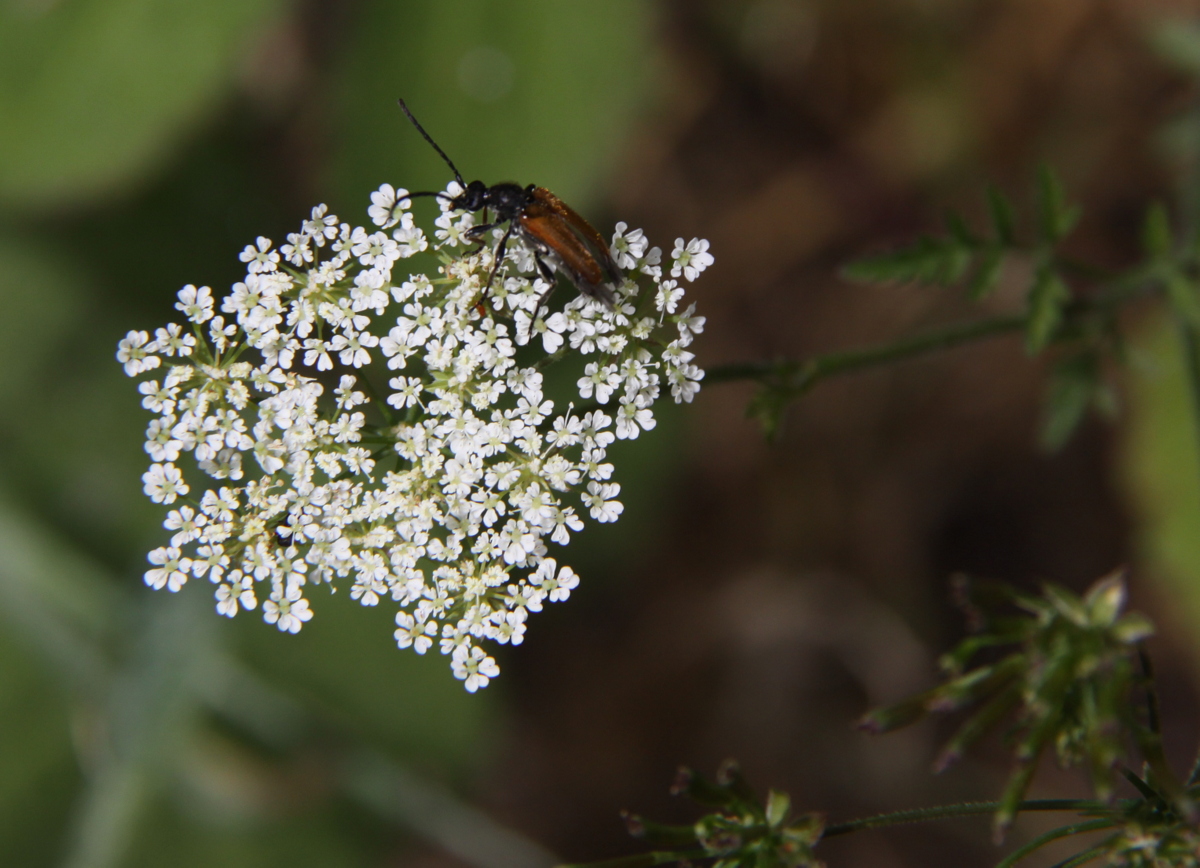 Chaerophyllum temulum (door Peter Meininger)