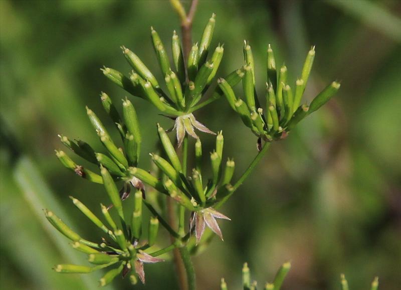 Chaerophyllum temulum (door Peter Meininger)