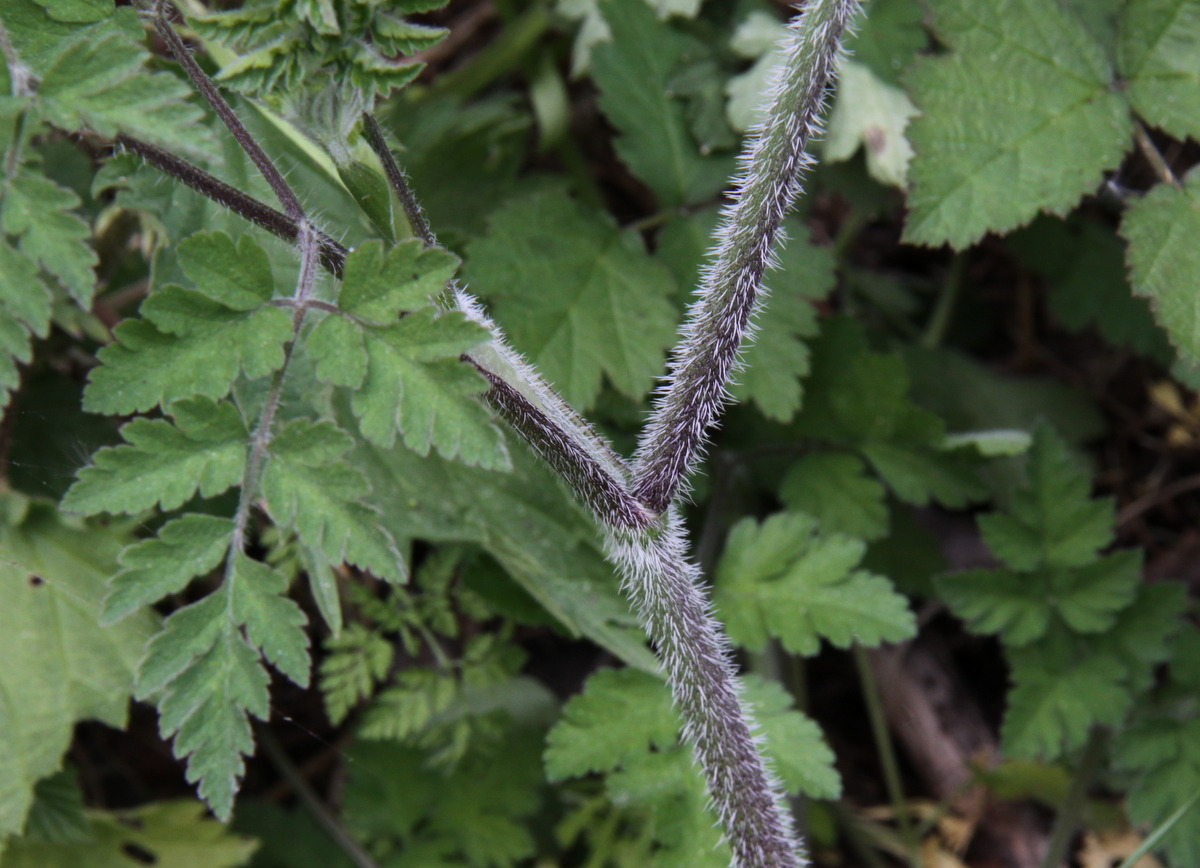 Chaerophyllum temulum (door Peter Meininger)