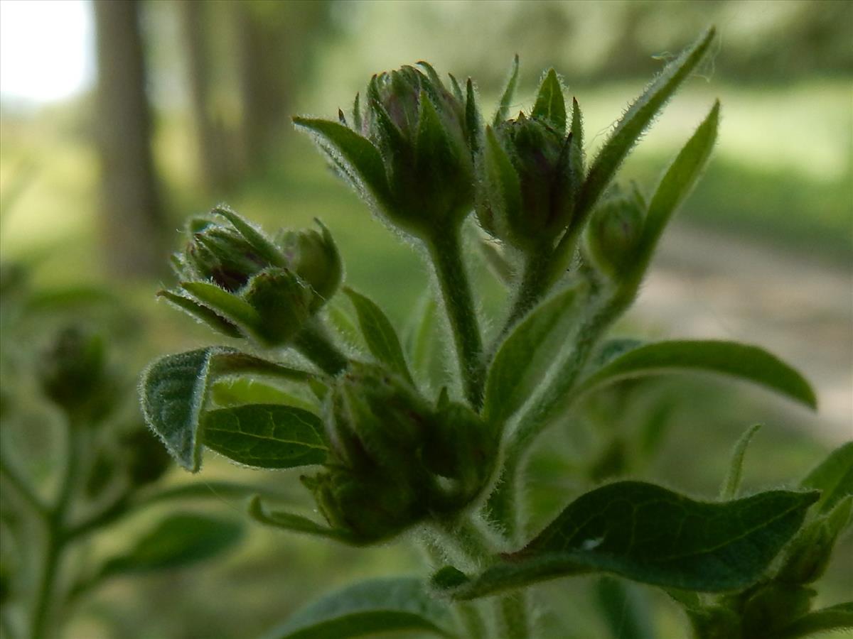 Inula conyzae (door Peter Meininger)