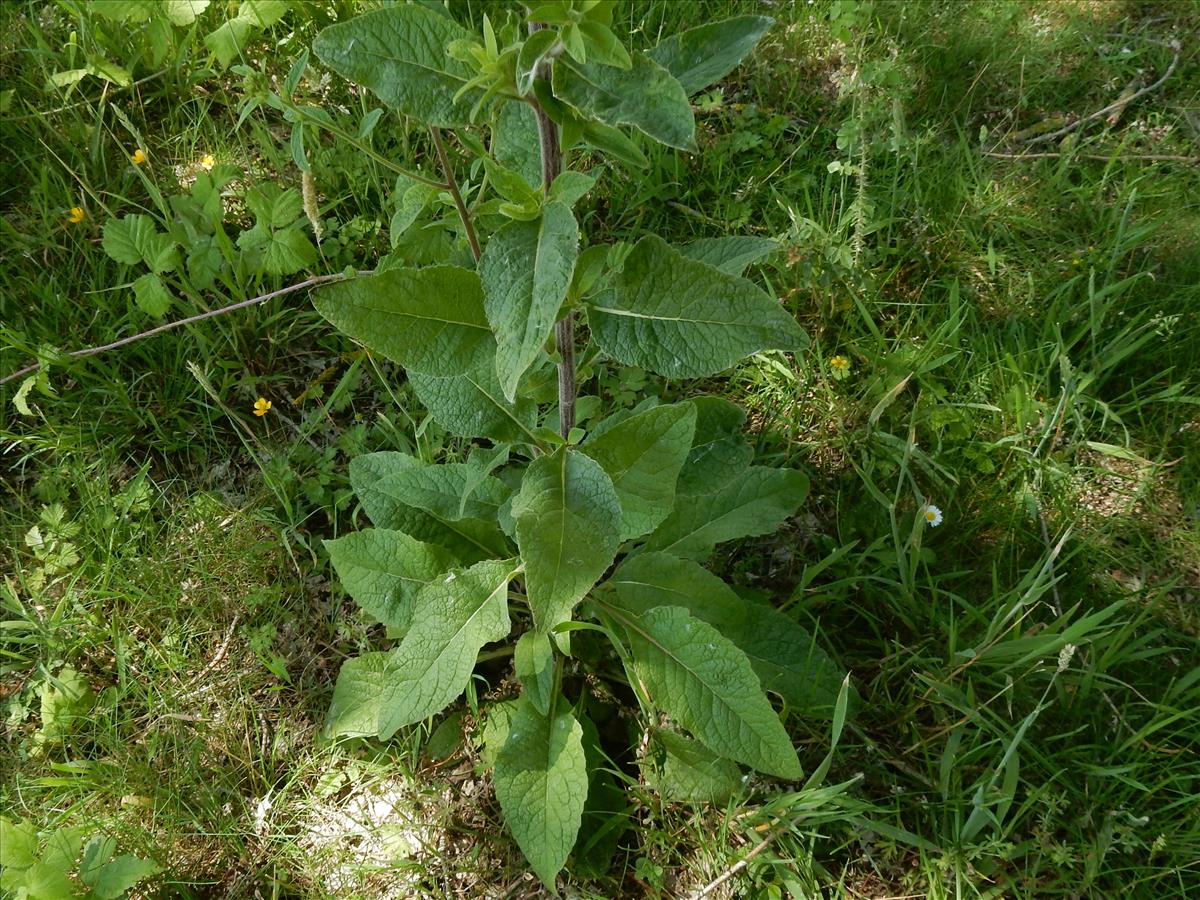 Inula conyzae (door Peter Meininger)