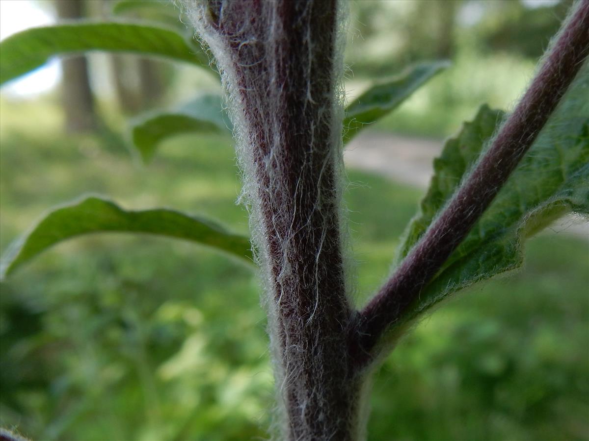 Inula conyzae (door Peter Meininger)