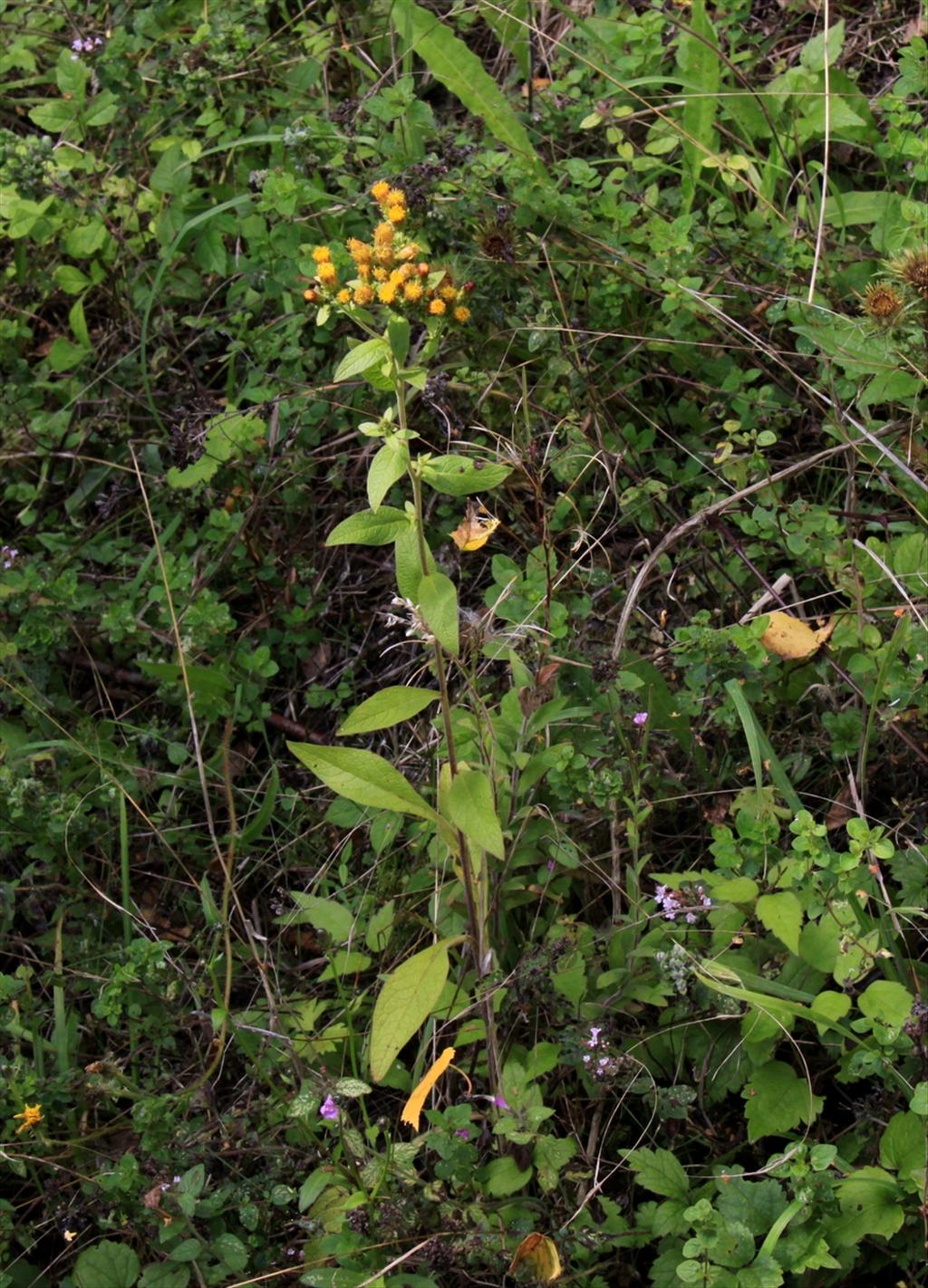 Inula conyzae (door Peter Meininger)