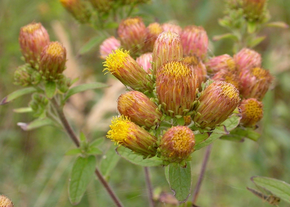 Inula conyzae (door Peter Meininger)