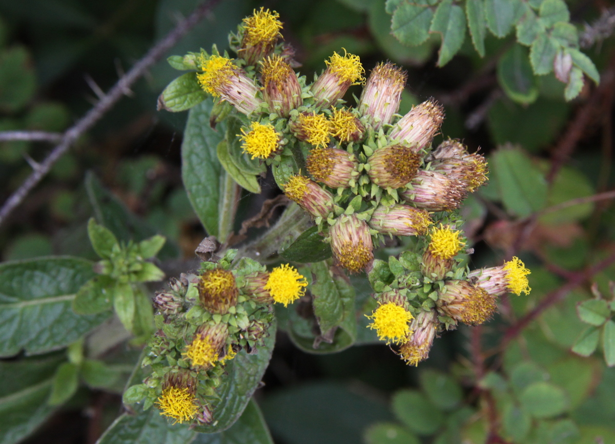 Inula conyzae (door Peter Meininger)