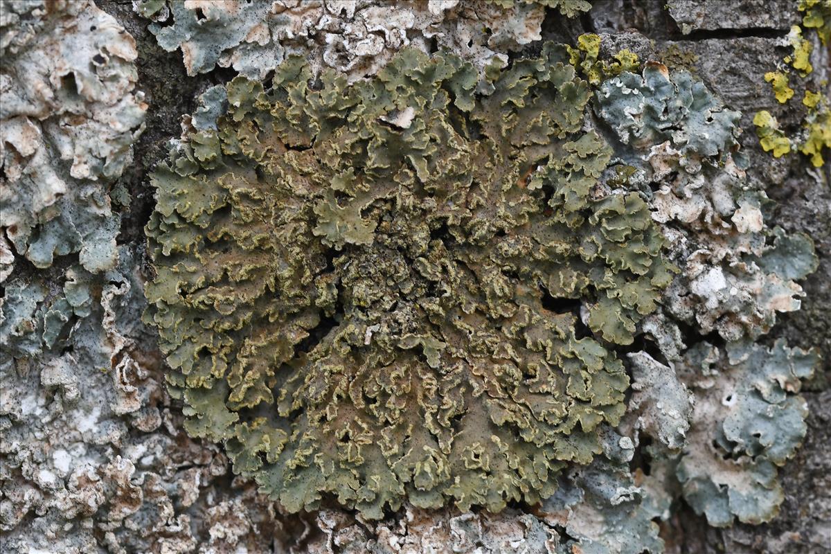 Physconia enteroxantha (door Kjell Nilsen)