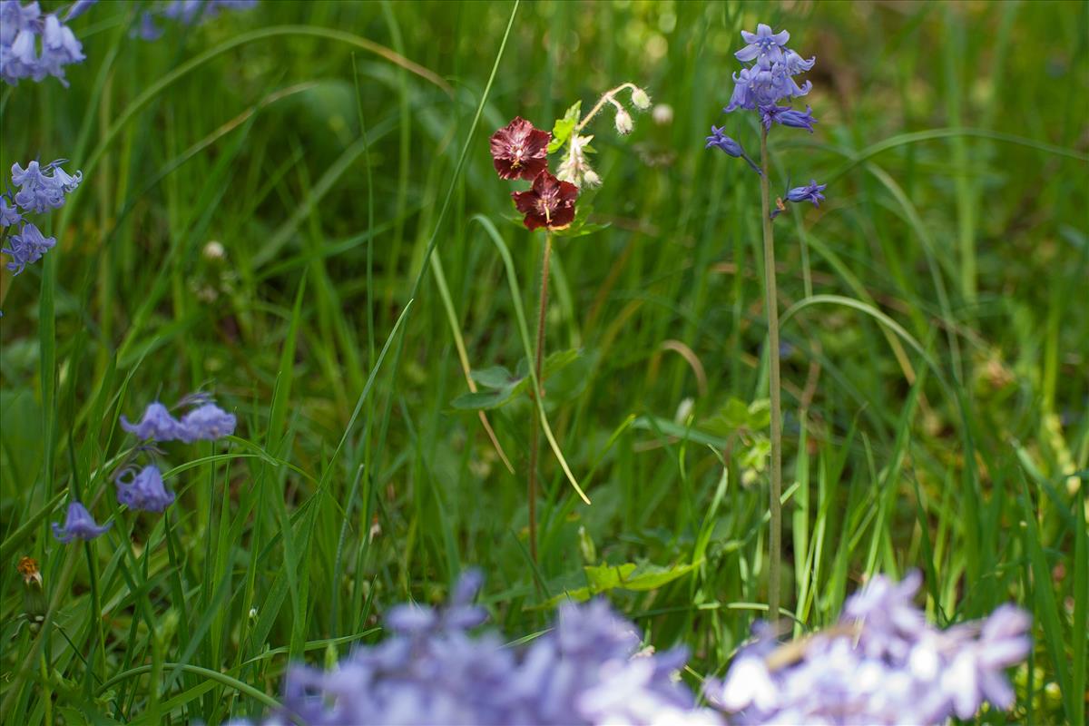 Geranium phaeum (door Mark Uittenbogerd)