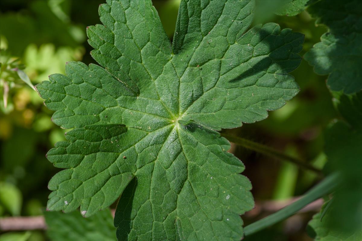 Geranium phaeum (door Mark Uittenbogerd)